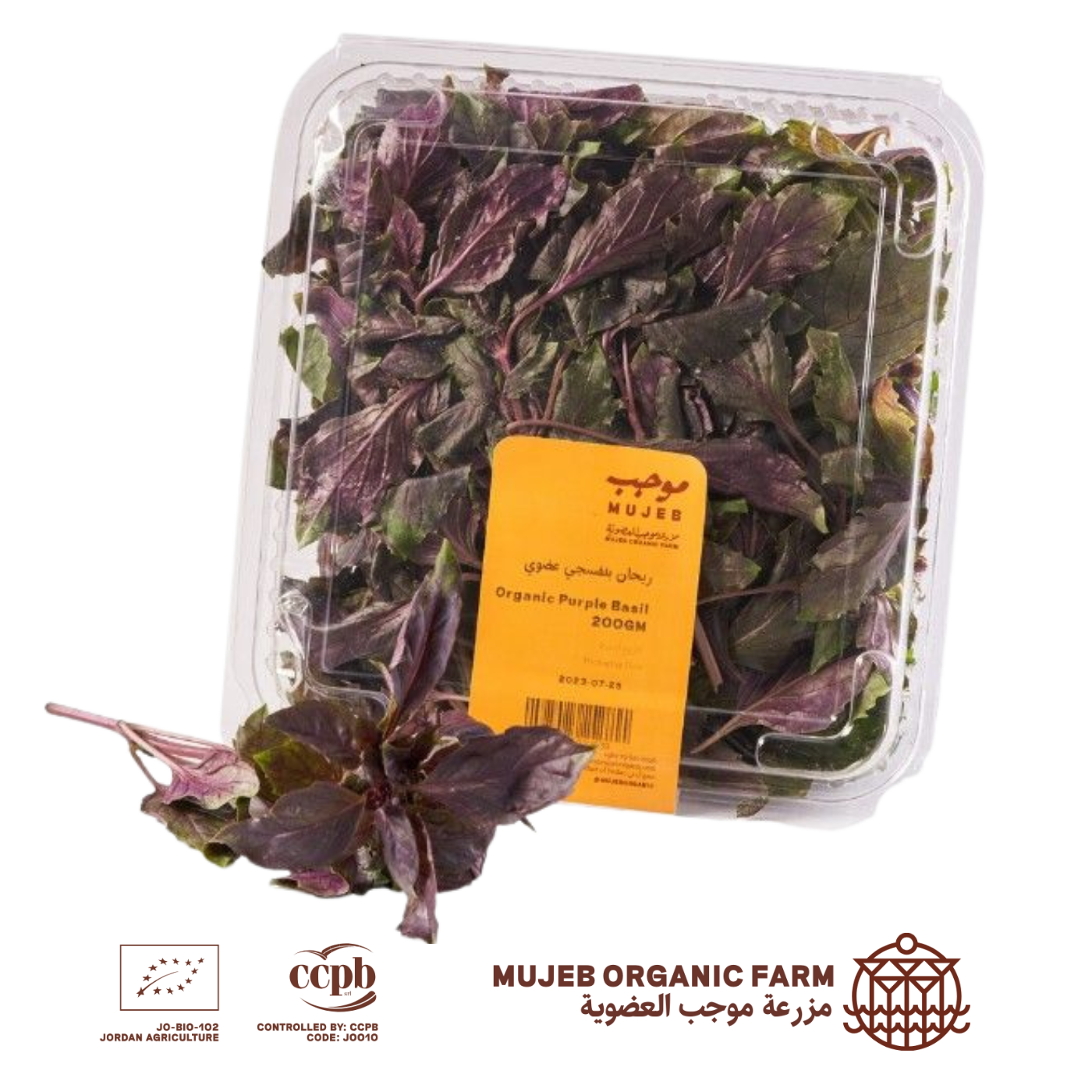 Buy Organic Purple Basil 200 g Online in Jordan Talabat Jordan